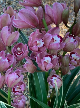 墨兰花中之王  大中国龙 花艺双全花大叶厚好养