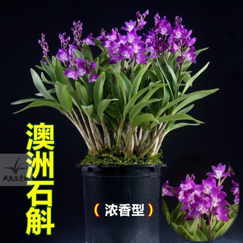 澳洲香水石斛兰盆栽开皇冠能