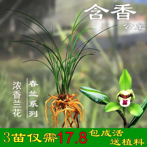 开花香室内盆栽兰花寒兰