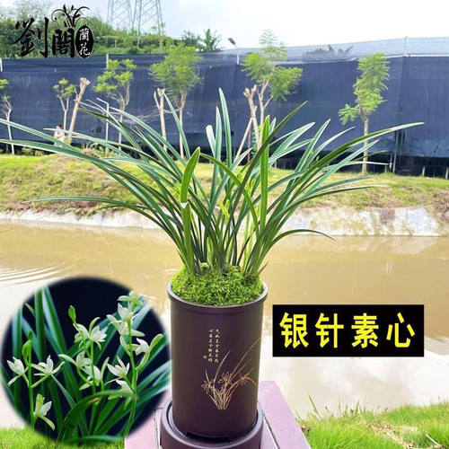 百年老种开花特香室内盆栽花卉