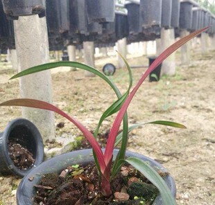 矮种兰花 红草 叶芽特别的红 很好看 开花艳丽 室内绿植盆栽花卉