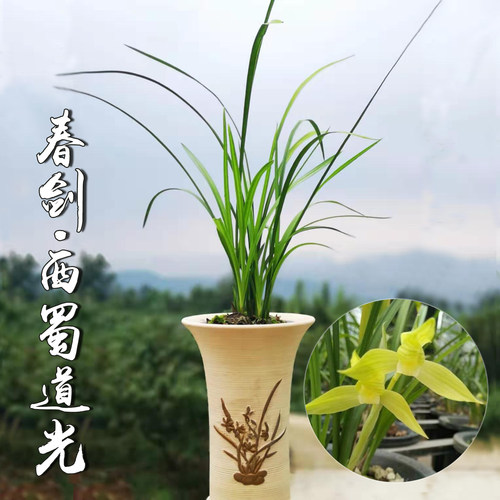 五朵金花西蜀道光四川皇冠兰花