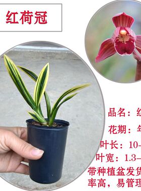 矮种春兰 红神荷冠 带盆 金边线艺兰花苗 室内盆栽