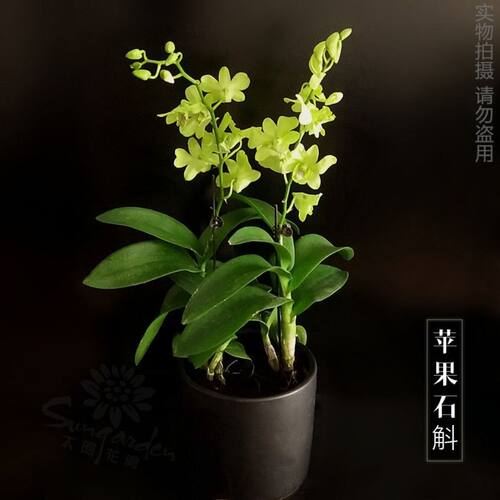 石斛客厅盆栽兰花花卉客厅盆栽