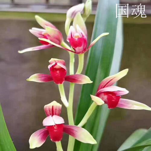 建兰浓香型花卉绿植盆栽