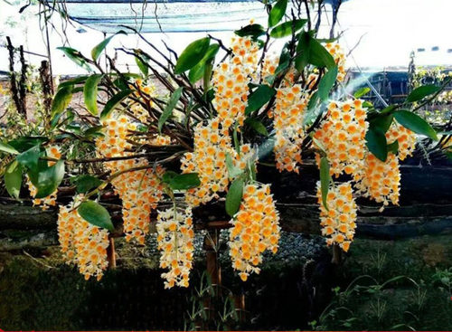 净化空气吸甲醛花期长盆栽特价