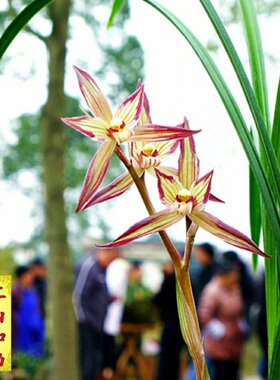 四川自然老种兰花苗春剑绿植花卉