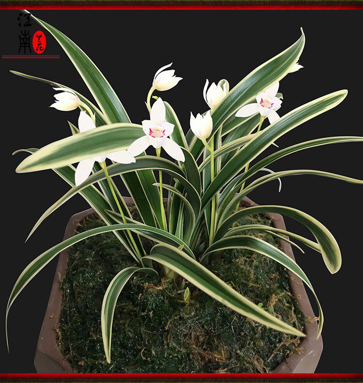 金边兰花 四季兰 四季兰 白玉海棠  漂亮根好 促销