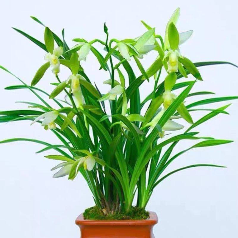 兰花苗大凤素有花苞 建兰四季兰浓香兰花夏带花苞绿植物花卉盆栽
