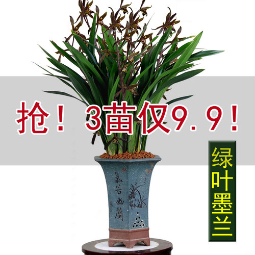 兰花苗浓香型墨兰易养活绿植