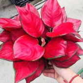 中国红 直销价 室内植物净化空气 吉利红 水培花卉 万年红 胭脂红