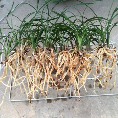 星雨香春兰盆栽花卉绿植