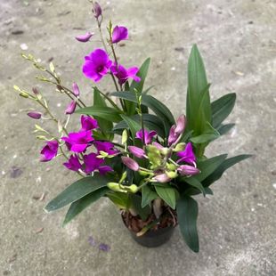 带花 爆款正版红泼墨石斛兰室内懒人水培吸水花卉网红绿植正宗