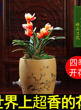 浓香型兰花阳台金边矮种