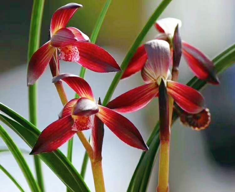 当年开花名贵兰花苗 莲瓣兰 春兰【大中华】