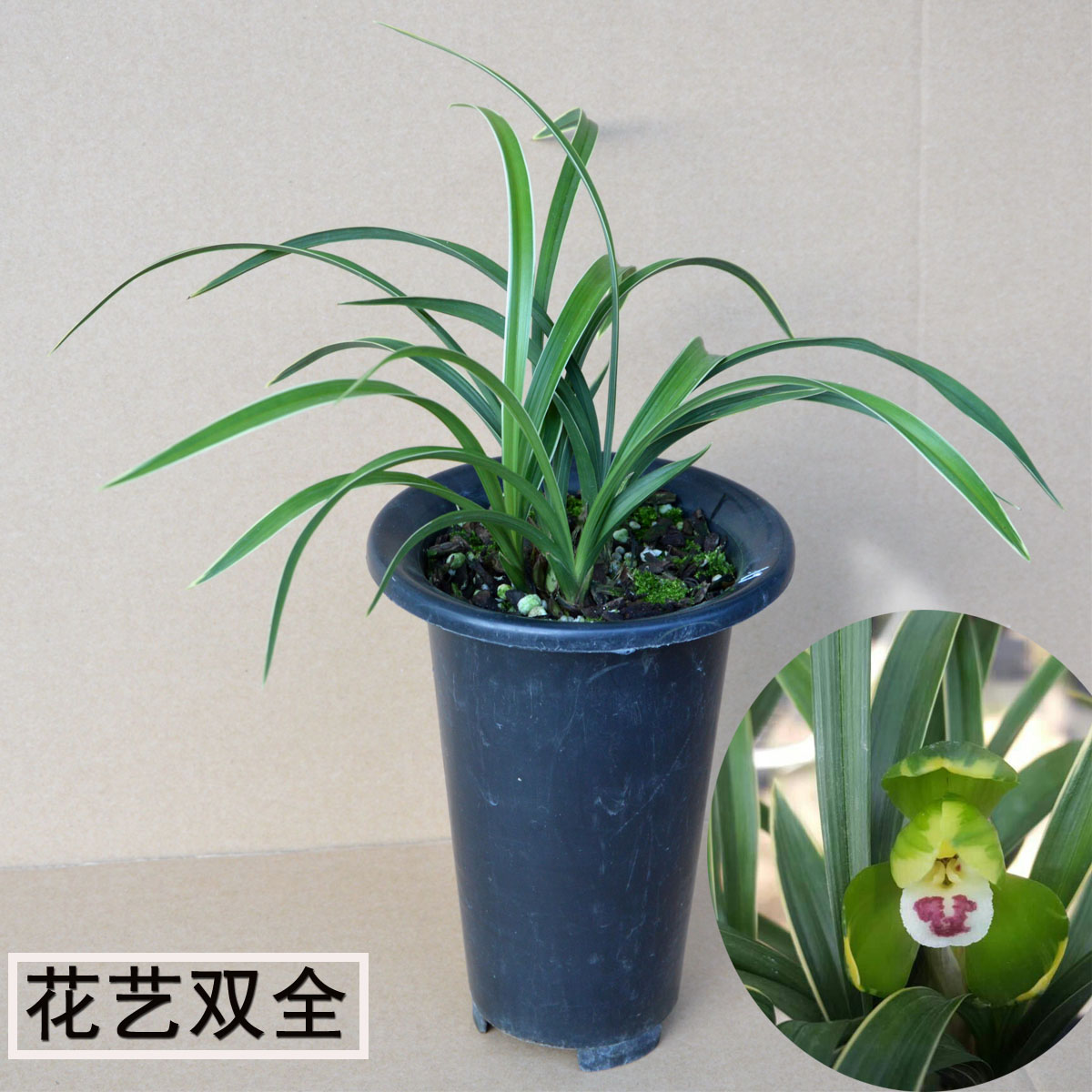 全部正品  九仙牡丹 花开富贵  金边叶艺兰花苗春兰