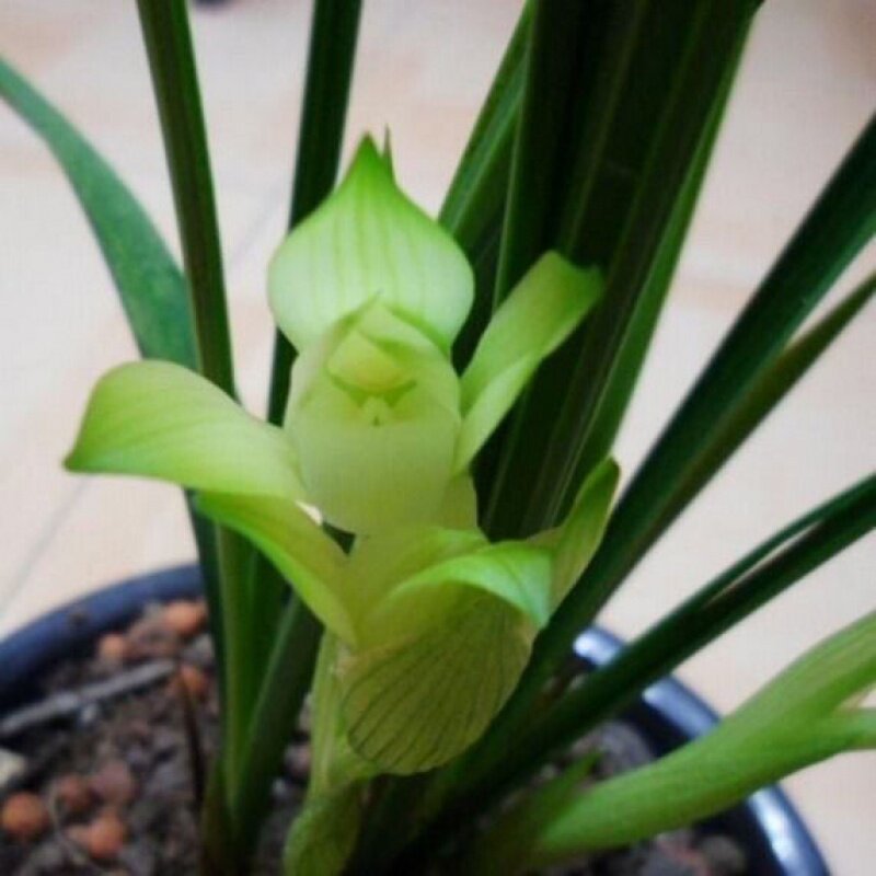 3.9元包邮 兰花盆栽植物室内春兰白玉雪素浓香好养客厅名贵