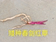 稀少春剑 值得收藏 稀有品种 红草 红叶