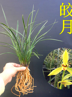 兰花纤细精品线艺金边兰花 春兰皎月  花卉绿植免邮