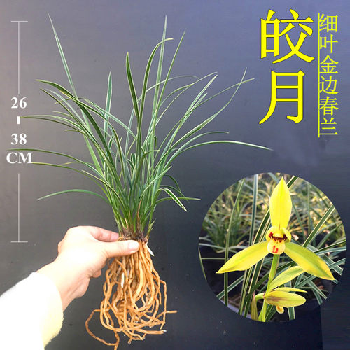 纤细线艺金边春兰皎月免邮兰花