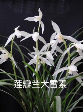 绿植云南盆景兰花苗包邮