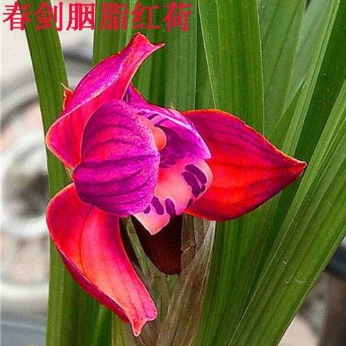 春剑红尊绿色兰花绿色植物盆栽