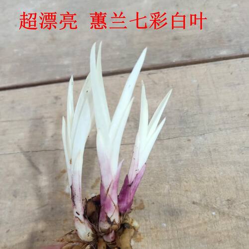 漂亮矮种七彩兰花新品