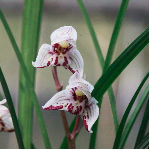 兰花盆栽植物莲瓣兰剑阳室内绿植
