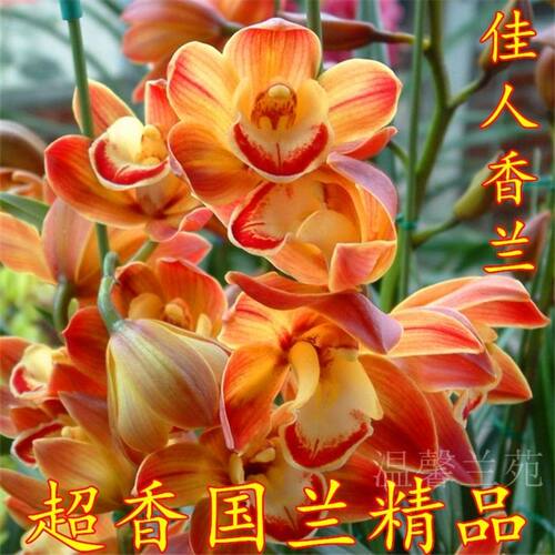 超香兰花佳人香兰室内盆栽花卉