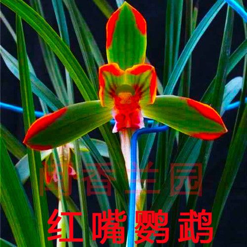 清仓价红嘴浓香型春兰客厅花卉