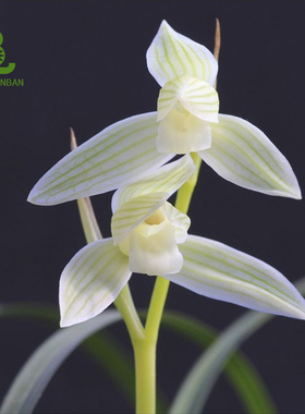 白雪公主 莲瓣兰素花细叶莲瓣兰水仙瓣型素馨兰名品白色兰花花苗