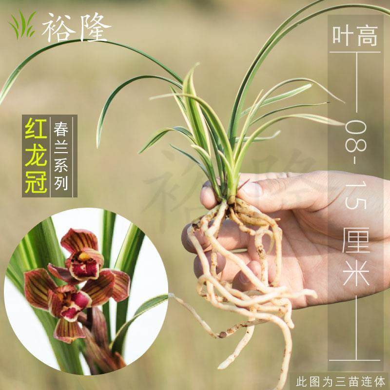 兰花 矮种金边春兰线艺 红龙冠 红花荷瓣盆栽花卉