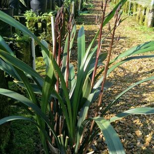 墨兰盆栽开花香四季常青室内花卉绿植