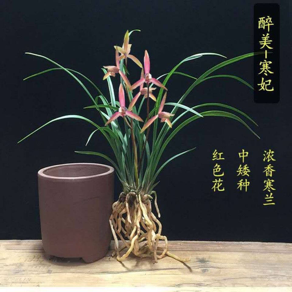 细叶寒兰国画之美兰花苗寒妃开花浓香 开花特香