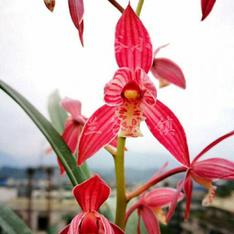 兰花墨兰浓香大红花秋榜喜洋洋室内好养绿植花卉盆栽