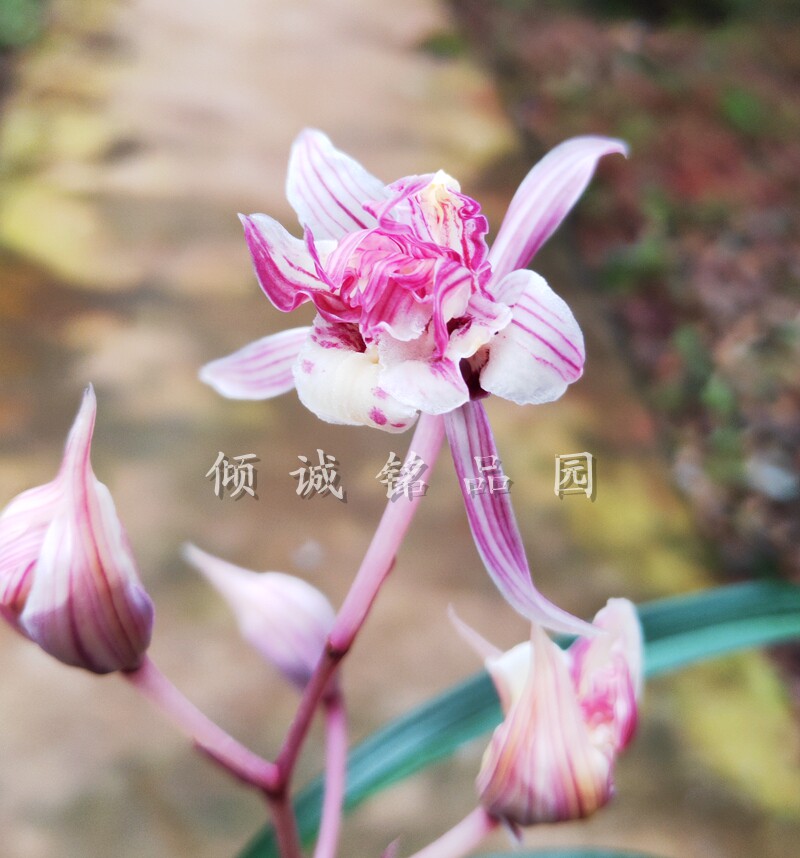 超低价  兰花苗 寒兰经典 奇花 富贵临门 1苗300