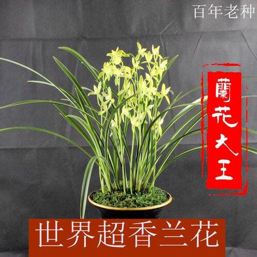 百年老种 天香素 带边艺 花期长达2个月