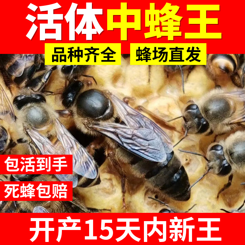 中蜂活体蜂王蜜蜂种王土蜂阿坝王仓王双色开产新王育王包活包产卵