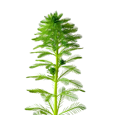 狐尾藻水草净水植物净化水质造景