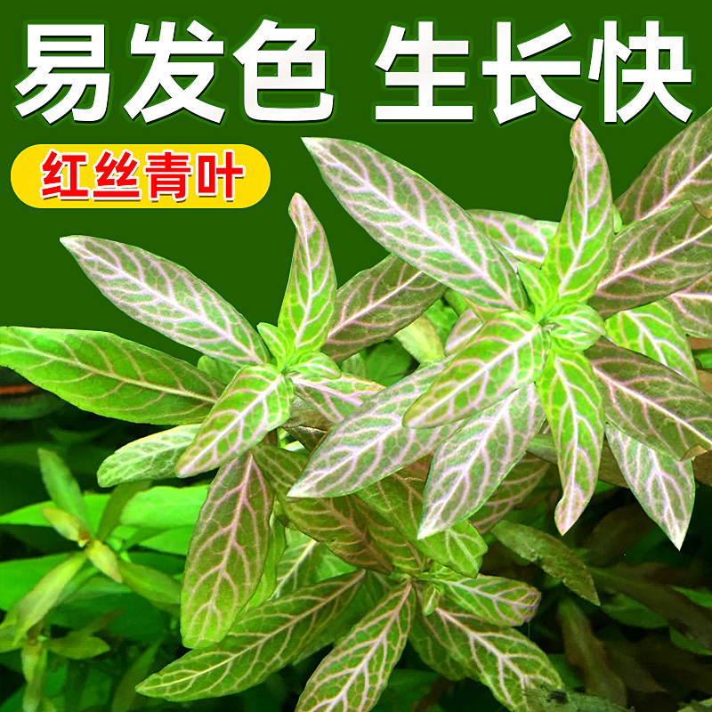 红丝青叶水草植物真草鱼缸水草造景水族活净水阴性新手懒人后景草