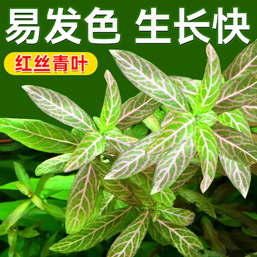 红丝青叶水草花百年入缸成景