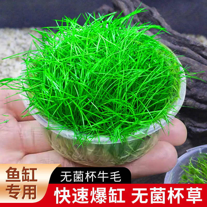 无菌杯牛毛草鱼缸造景专用前景草坪阴性好养无需CO2无菌牛毛杯盒,宠物/宠物食品及用品,水草,淘宝优惠券,粉丝福利购,淘宝优惠卷