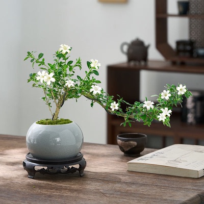 六月雪盆景悬崖老桩绿植