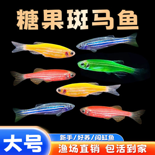 斑马鱼大号饲养容易颜色多