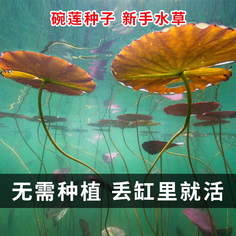 睡莲水草种籽鱼缸装饰水草种子造景活体草缸浮萍植物懒人碗莲种孑