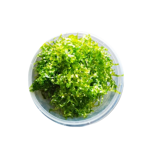 散装怪蕨莫斯水草植物垂泪慕斯定植绑沉木杜鹃根鱼虾躲避鱼缸造景