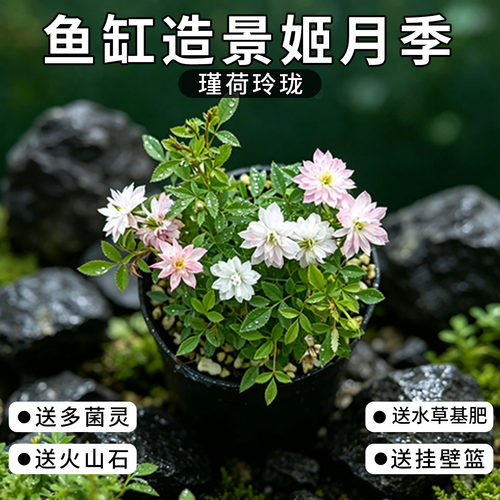 鱼缸造景姬月季瑾和玲珑带定植篮水培超微迷你开花爆花微景观办公