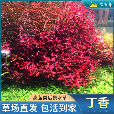 紫红丁香水草植物鱼缸造景