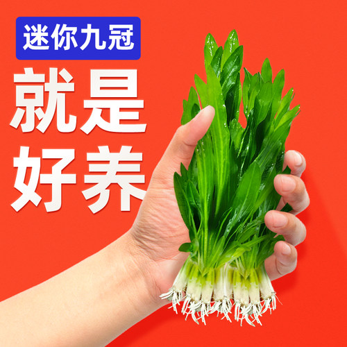 迷你绿九冠新手水草阴性懒人易活