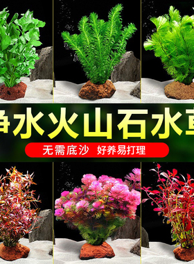 鱼缸水草植物真草造景火山石水培蜈蚣草阴性净化水质绿菊水榕套餐